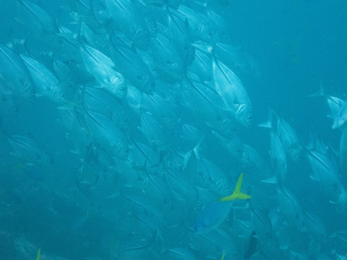 Bigeye Trevally — seen at this dive site