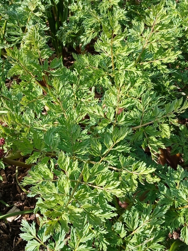 Image of Lomatium dissectum by (c) Chris Fluit, some rights reserved (CC BY)