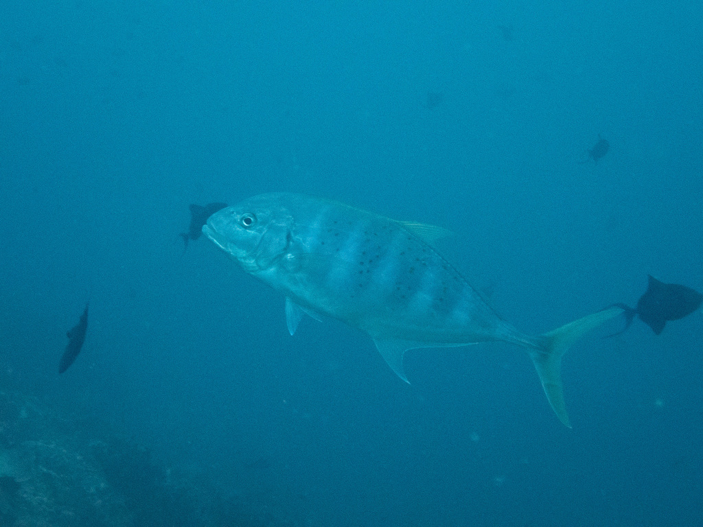 Yellow Spotted Trevally (Turrum fulvoguttatum) - recorded at Harto's Reef