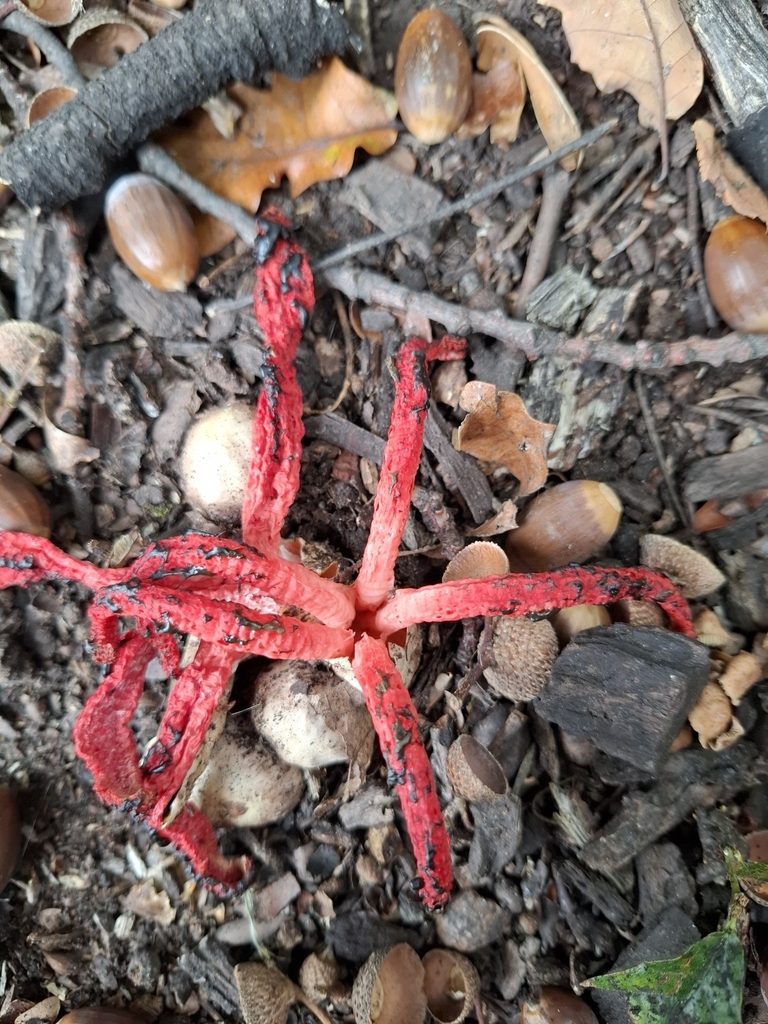 Clathrus archeri · April 2025 · photo: © armillariabianca (iNaturalist, cc0)
