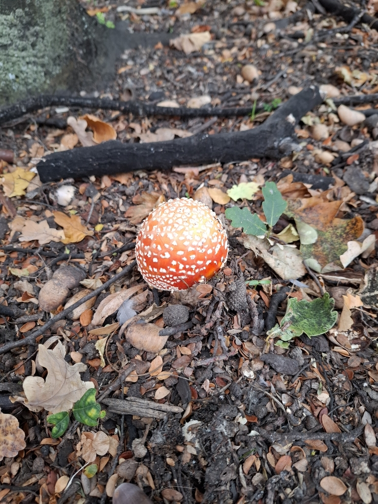 Amanita muscaria · April 2025 · photo: © armillariabianca (iNaturalist, cc0)