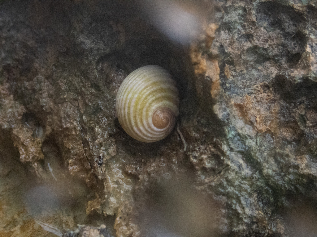 Pleated Nerite (Nerita plicata) - recorded at Batu Rufus
