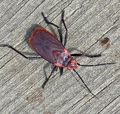 iNaturalist observation photo of Red-shouldered Bug
