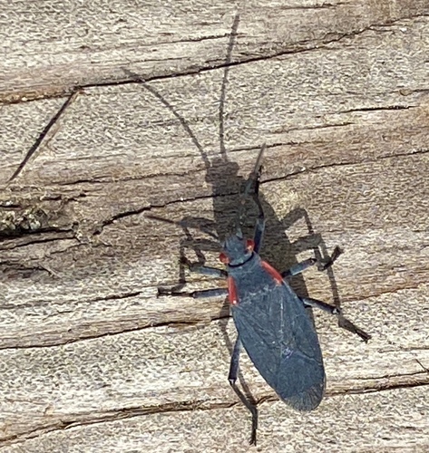iNaturalist observation photo of Red-shouldered Bug