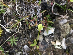 Parnassia palustris