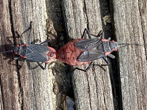iNaturalist observation photo of Red-shouldered Bug