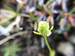 Parnassia palustris