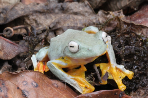 Rhacophorus rhodopus