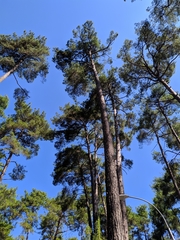 Pinus brutia pityusa