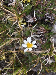 Chrysanthemum integrifolium