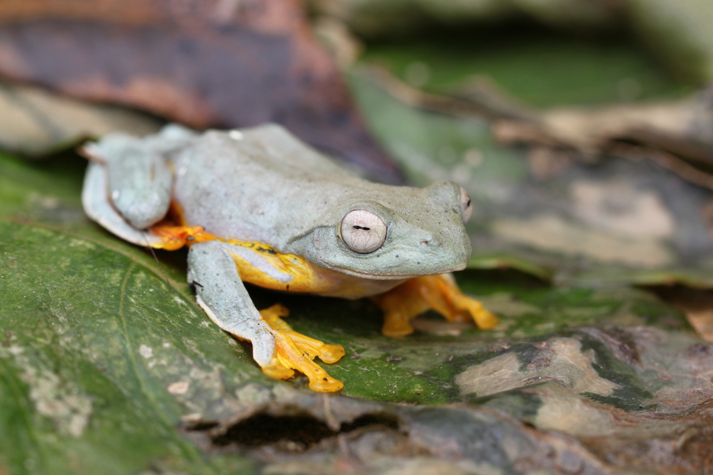 Twin-Spotted Tree Frog