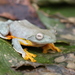 Twin-spotted Flying Frog - Photo (c) purperlibel, some rights reserved (CC BY-SA), uploaded by purperlibel