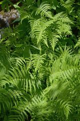 Oreopteris quelpartensis