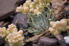 Physaria didymocarpa