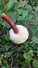 Gyroporus purpurinus