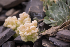 Physaria didymocarpa