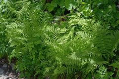 Oreopteris quelpartensis