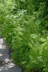 Oreopteris quelpartensis