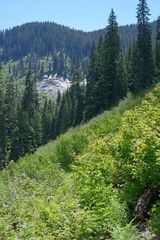 Oreopteris quelpartensis