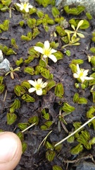 Caltha obtusa