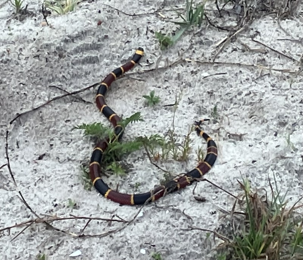 Coral Snake