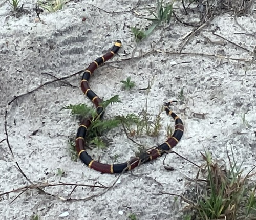 Eastern Coralsnake