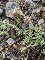Antennaria rosea