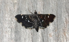 Diathrausta reconditalis