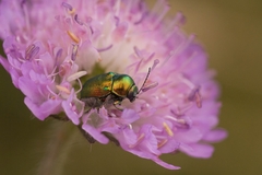 Cryptocephalus aureolus