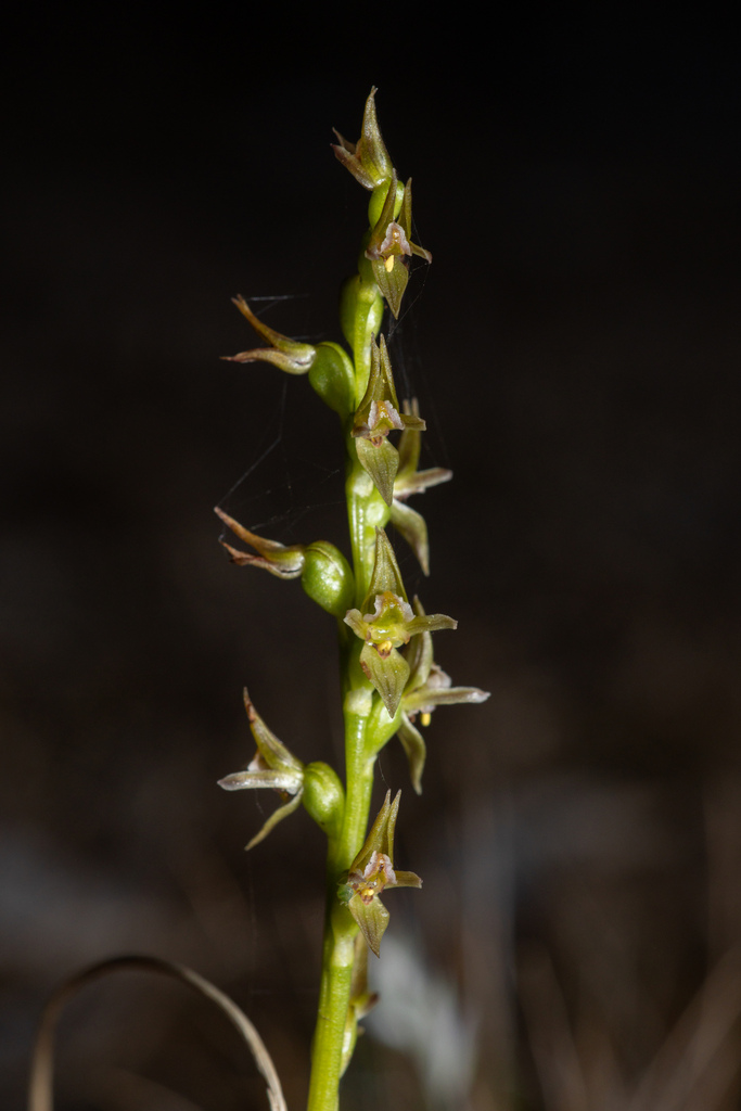 Prasophyllum occidentale