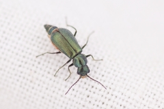 Cordylepherus viridis