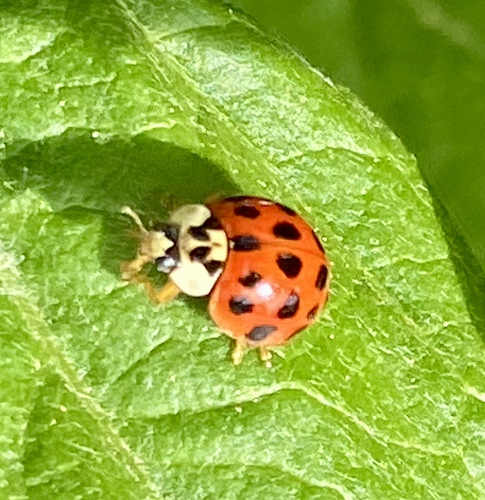 iNaturalist observation photo of Asian Lady Beetle