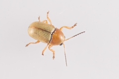 Cryptocephalus fulvus