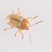 Cryptocephalus fulvus - Photo (c) Andreas Bennetsen Boe, algunos derechos reservados (CC BY-NC-ND), subido por Andreas Bennetsen Boe