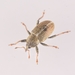 Sweet Clover Weevil - Photo (c) Andreas Bennetsen Boe, some rights reserved (CC BY-NC-ND), uploaded by Andreas Bennetsen Boe
