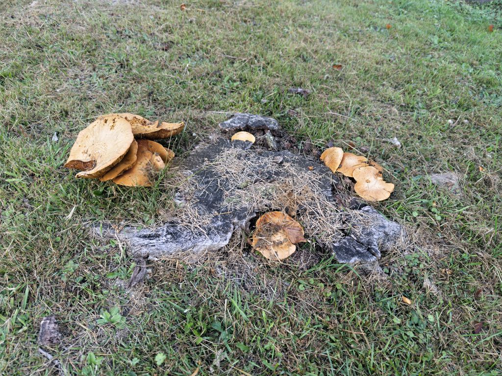 Gymnopilus junonius · April 2025 · photo: © jeremy_rolfe (iNaturalist, cc-by)
