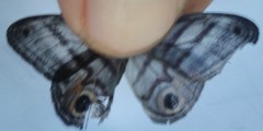 Chloreuptychia herseis