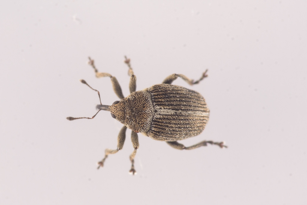 Ceutorhynchus cakilis