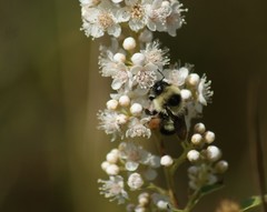 Bombus sandersoni