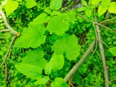 Tiarella stolonifera
