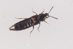 Aleochara bipustulata