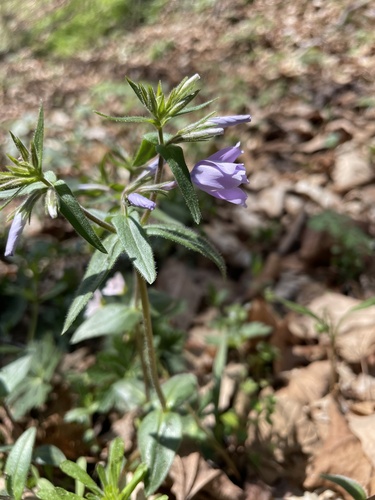 Phlox divaricata