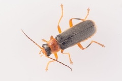 Cantharis lateralis