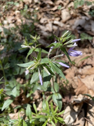 Phlox divaricata