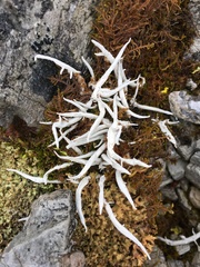 Thamnolia vermicularis vermicularis