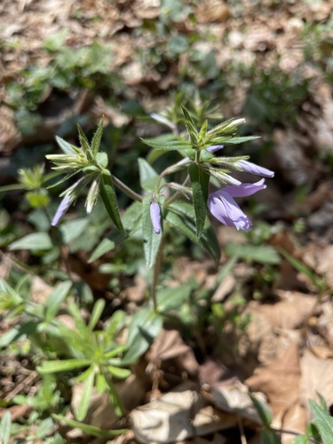 Phlox divaricata