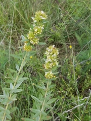 Lespedeza capitata