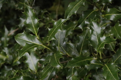 Ilex aquifolium
