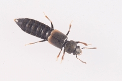 Bledius subniger