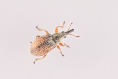 Malvapion malvae